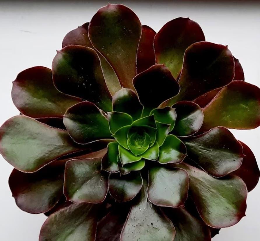 Aeonium Cyclops - beautiful succulent - propagation leaf